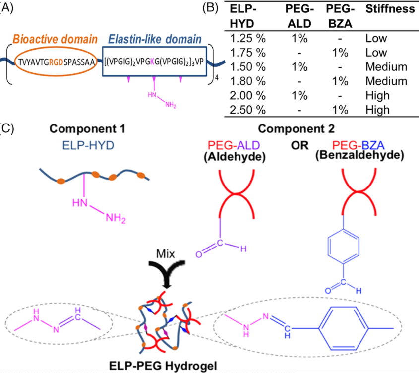 Source: Shayan et al., J Biomed Mater Res A. 2023 Mar 2.